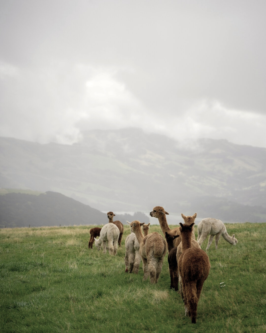 Llamas pastando en la pampa peruana con paisaje andino natural