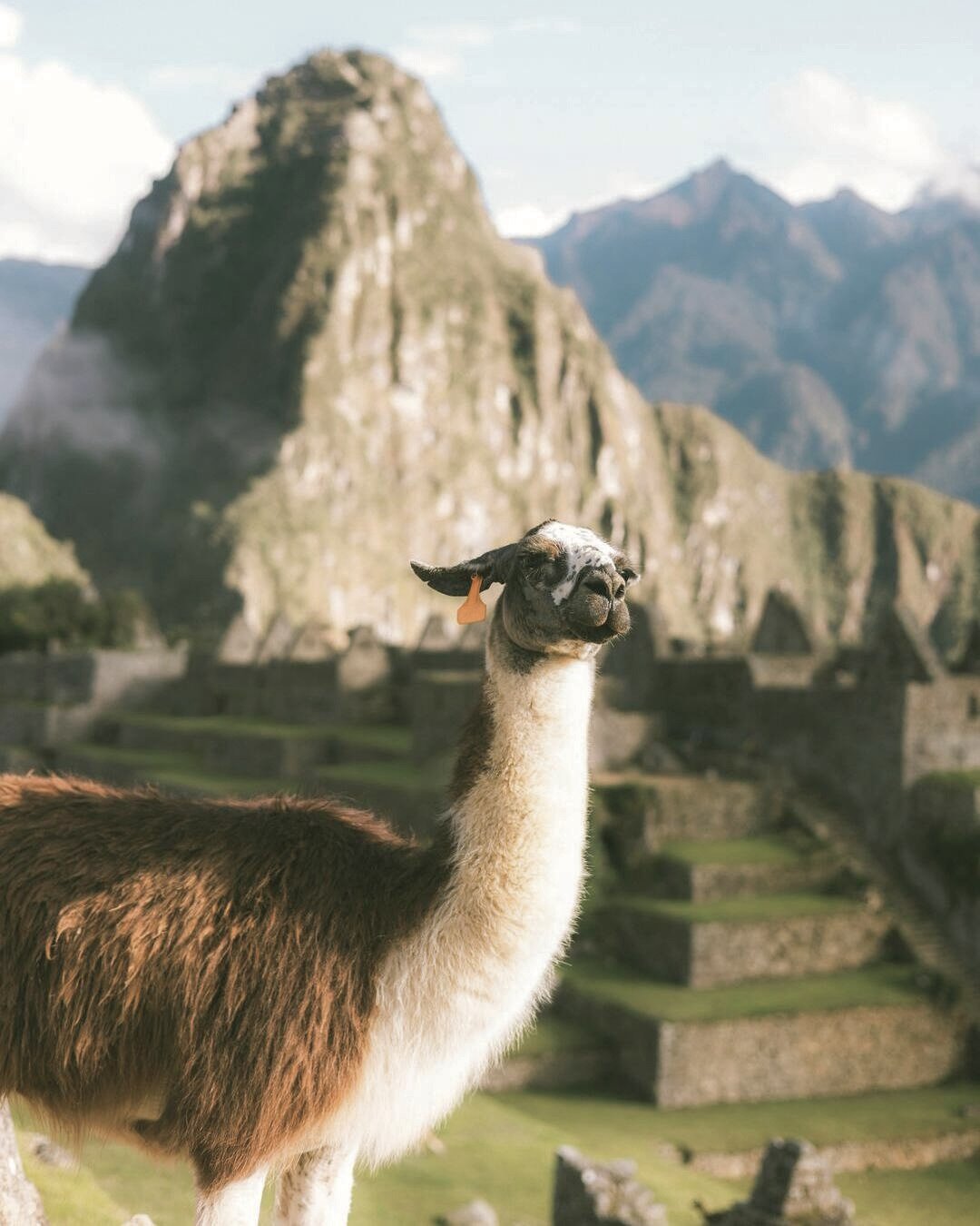Llama en primer plano con vista panorámica de Machu Picchu en los Andes