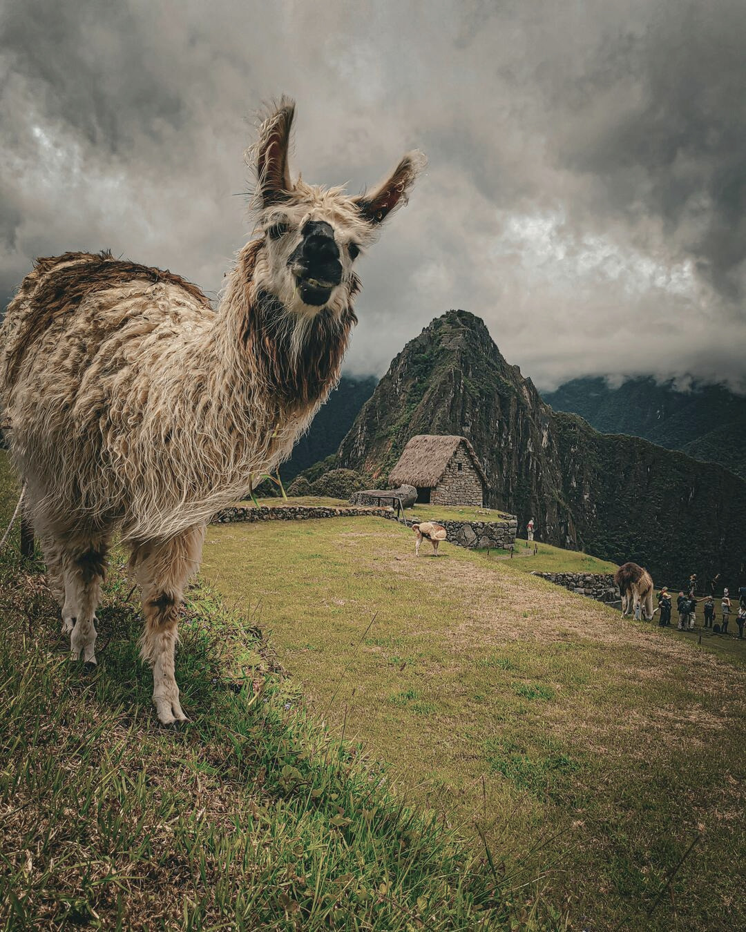 Alpaca colorida frente a Machu Picchu mirando a la cámara con expresión divertida