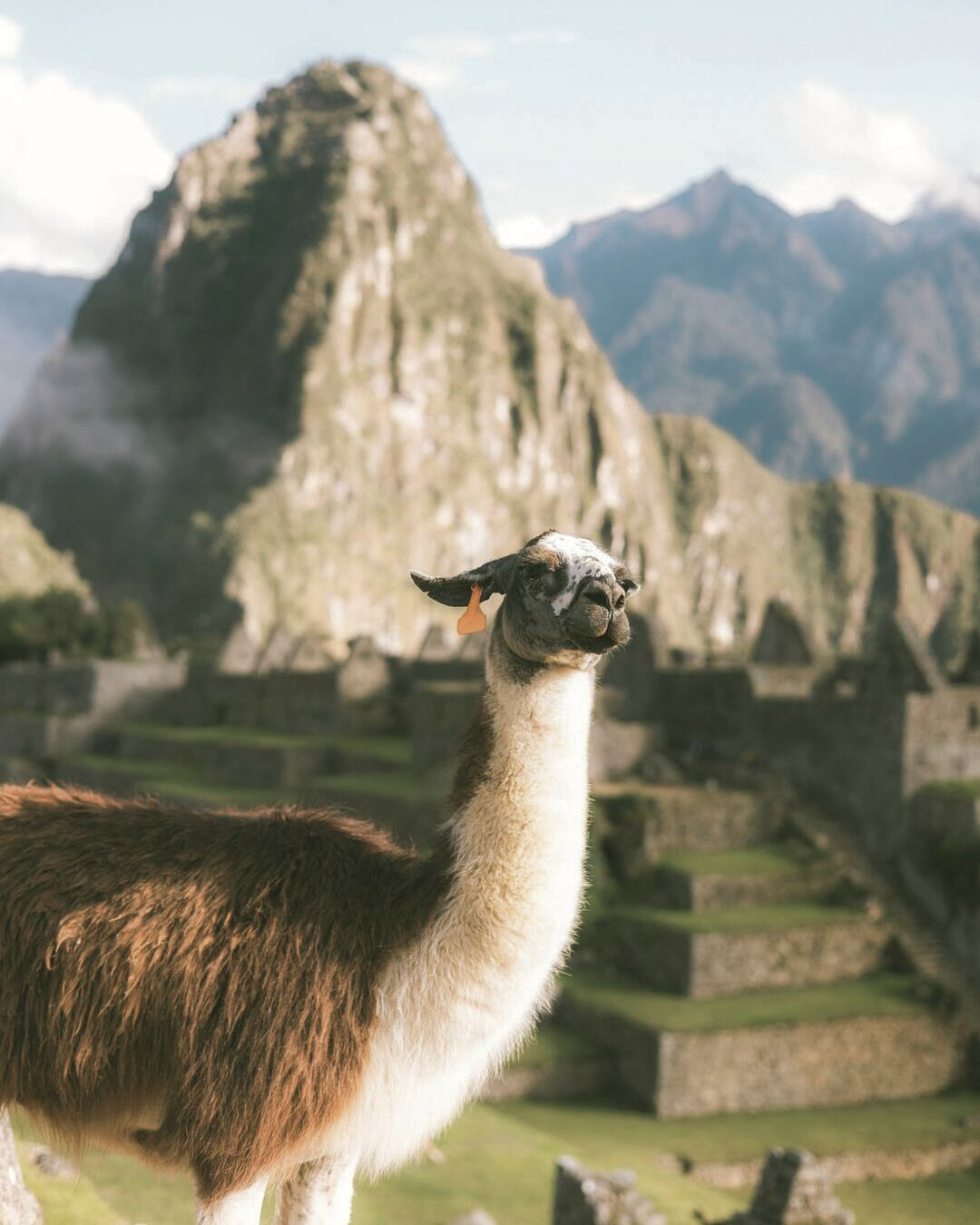 Llama colorida frente a la impresionante vista de Machu Picchu en los Andes peruanos