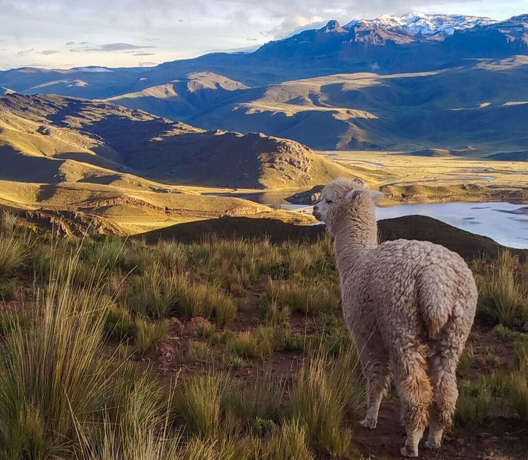 Alpaca en las montanas de Cusco