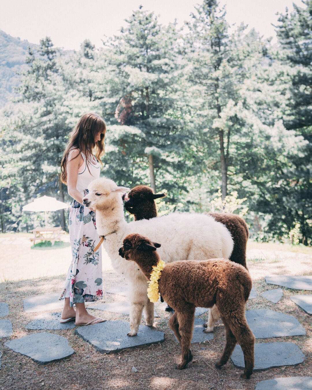 Mujer feliz rodeada de alpacas en las montañas de Cusco, Perú